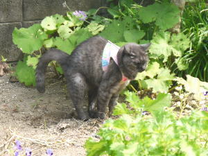 ウンチ猫