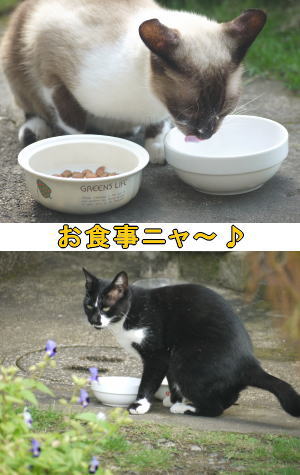 猫の食事
