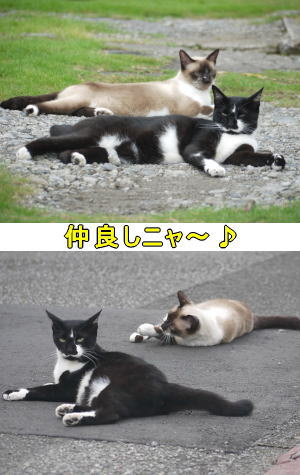 仲良し猫