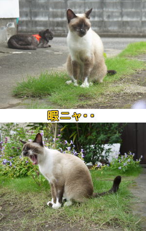 シャムネコ♀