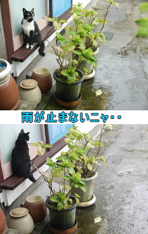 黒白猫ちゃん♀