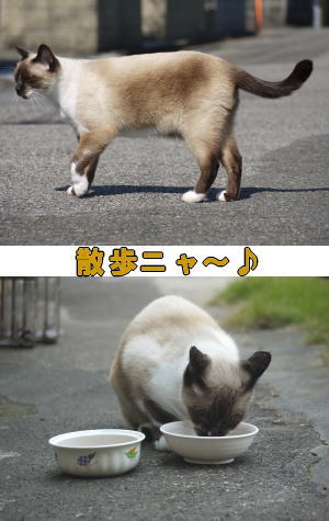 シャムネコ♀
