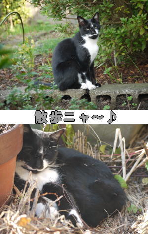 黒白猫ちゃん♀