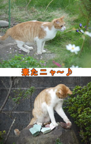 茶トラ白猫