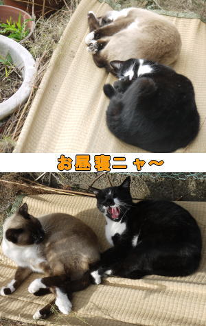お昼寝