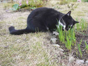 猫草