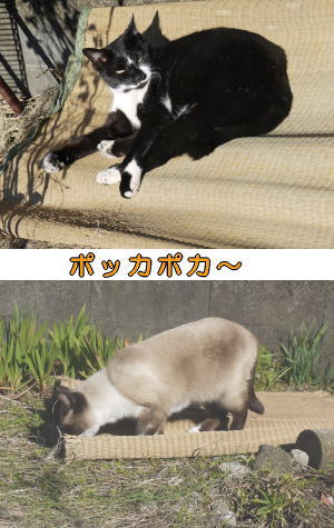 ゴザ猫