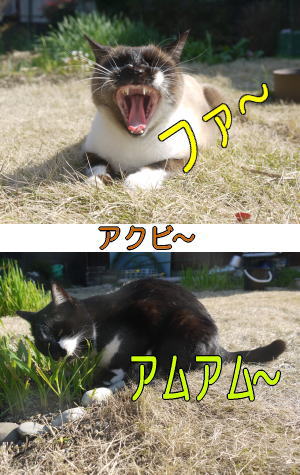 アクビ