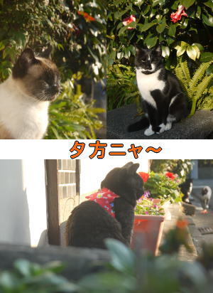 ひなたぼっこ