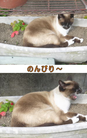 シャム猫♀ちゃん