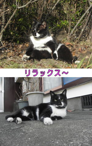 黒白猫♀ちゃん