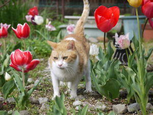 チューリップ猫