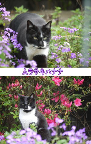 ムラサキハナナ猫
