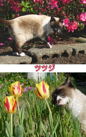 ツツジ猫