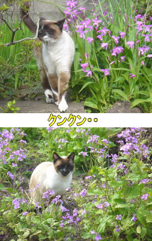 シャム猫♀ちゃん