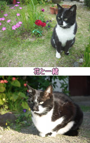 黒白猫♀ちゃん