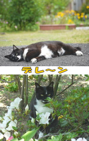黒白猫ちゃん♀