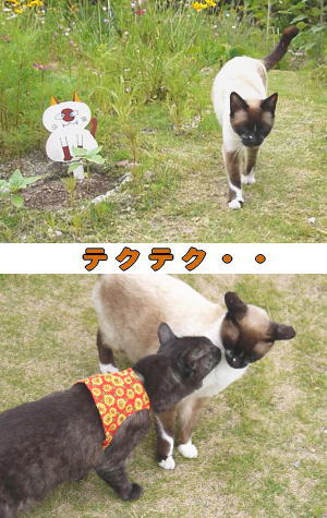 シャム猫ちゃん♀