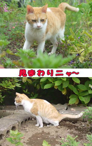 茶トラ白猫ちゃん♂
