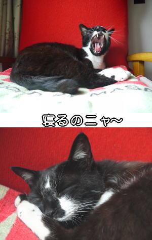 家猫