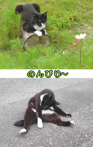 黒白猫ちゃん♀