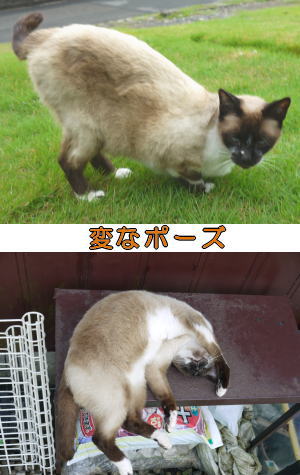 シャム猫ちゃん♀