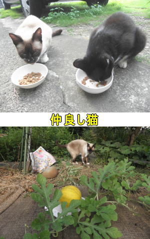 お食事