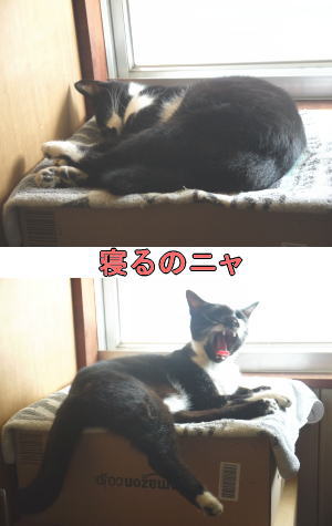 黒白猫♀ちゃん