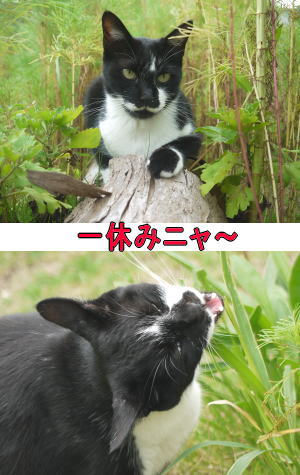 黒白猫ちゃん♀