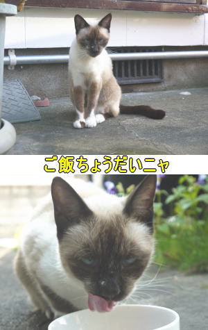 シャム猫♀ちゃん