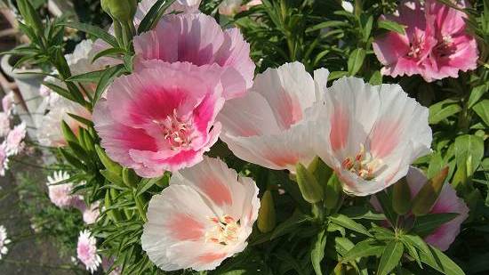 09年5月日の花 その1 イロマツヨイグサ アカバナユウゲショウ ゼラニューム等 Kokaのつぶやき