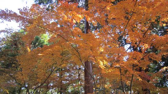 紅葉(1)