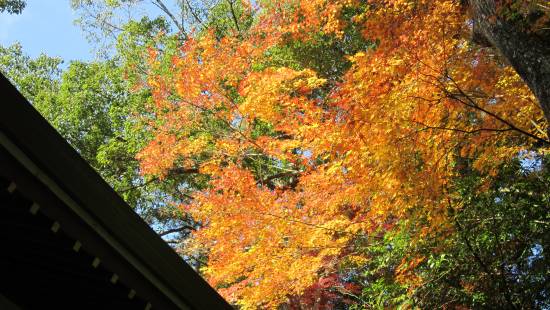 紅葉(2)