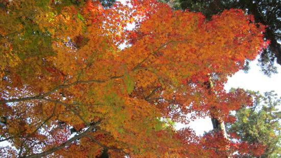 紅葉(3)
