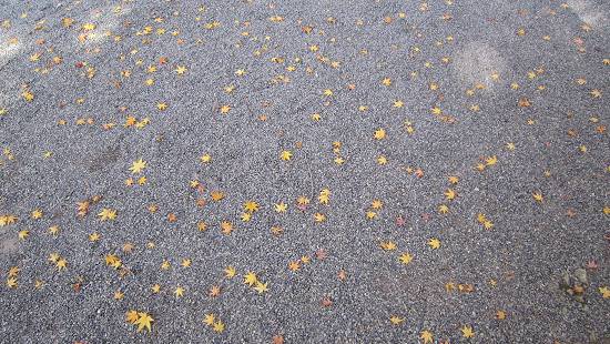 紅葉、落葉