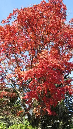 紅葉の大木