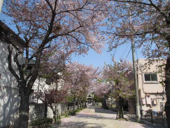 参道の桜