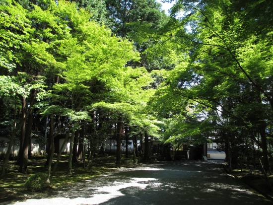 緑陰