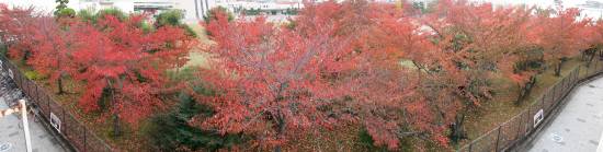 JR塚口駅桜紅葉の180度パノラマ写真 小サイズ