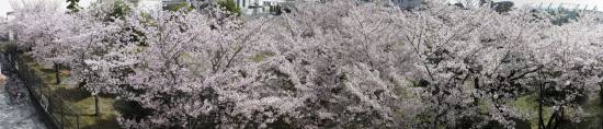 JR塚口駅東側 桜 パノラマ