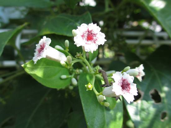 2013-08-18_ヘクソカズラ_IMG_4392_ts.JPG