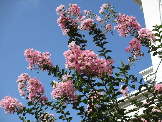 2013-08-18_サルスベリ_IMG_4390_s.JPG