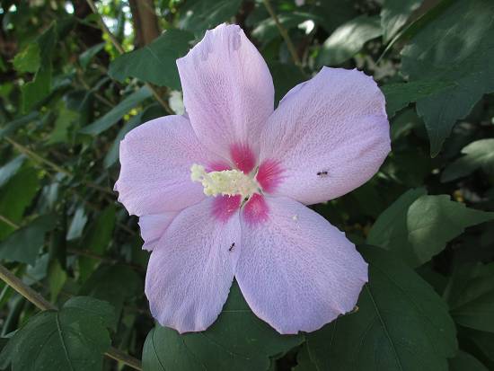 2013-08-18_ムクゲ_IMG_4359_s.JPG