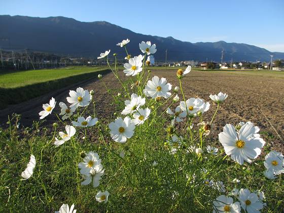 2013-09-27_1646_喜撰川土手のコスモス_IMG_5076_s.JPG