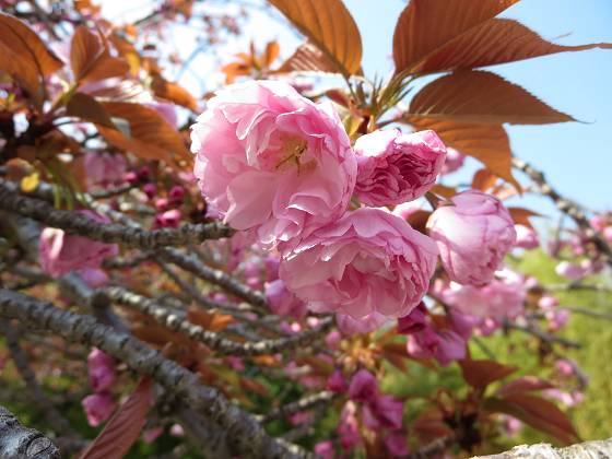 2014-04-09_0905_ヤエザクラ_IMG_3442_s.JPG