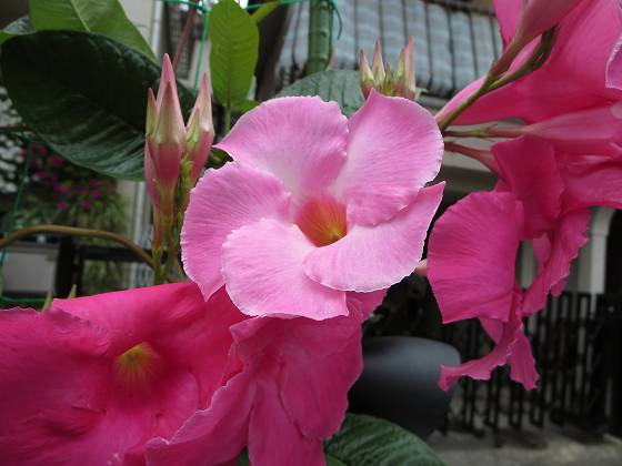 2014-07-04_0914_マンデビラ_IMG_6365_s.JPG