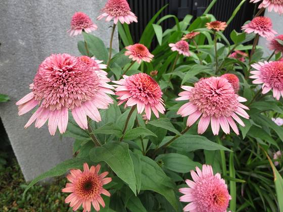 2014-07-04_0912_エキナセア_IMG_6363_s.JPG