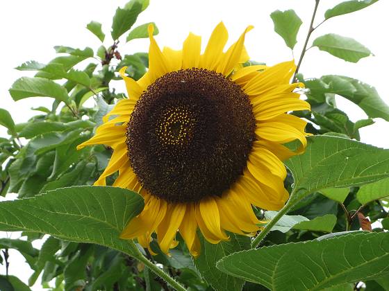 2014-07-04_0909_ヒマワリ_IMG_6357_s.JPG