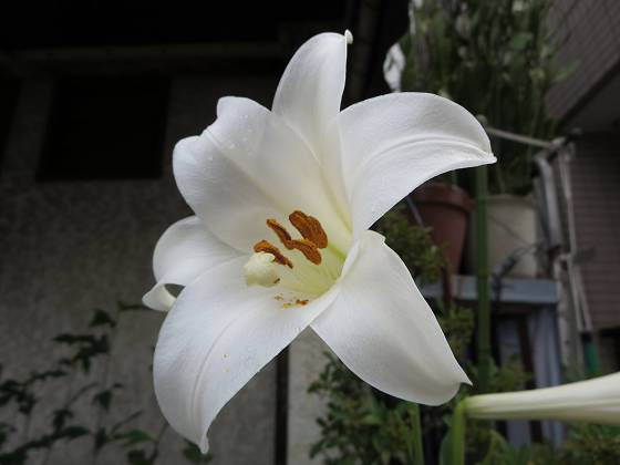 2014-07-04_0904_ユリ_IMG_6354_s.JPG
