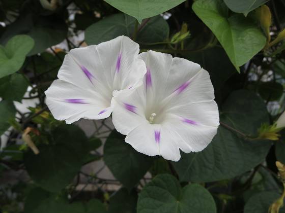 2014-07-04_0857_ウンナンアサガオ_IMG_6346_s.JPG